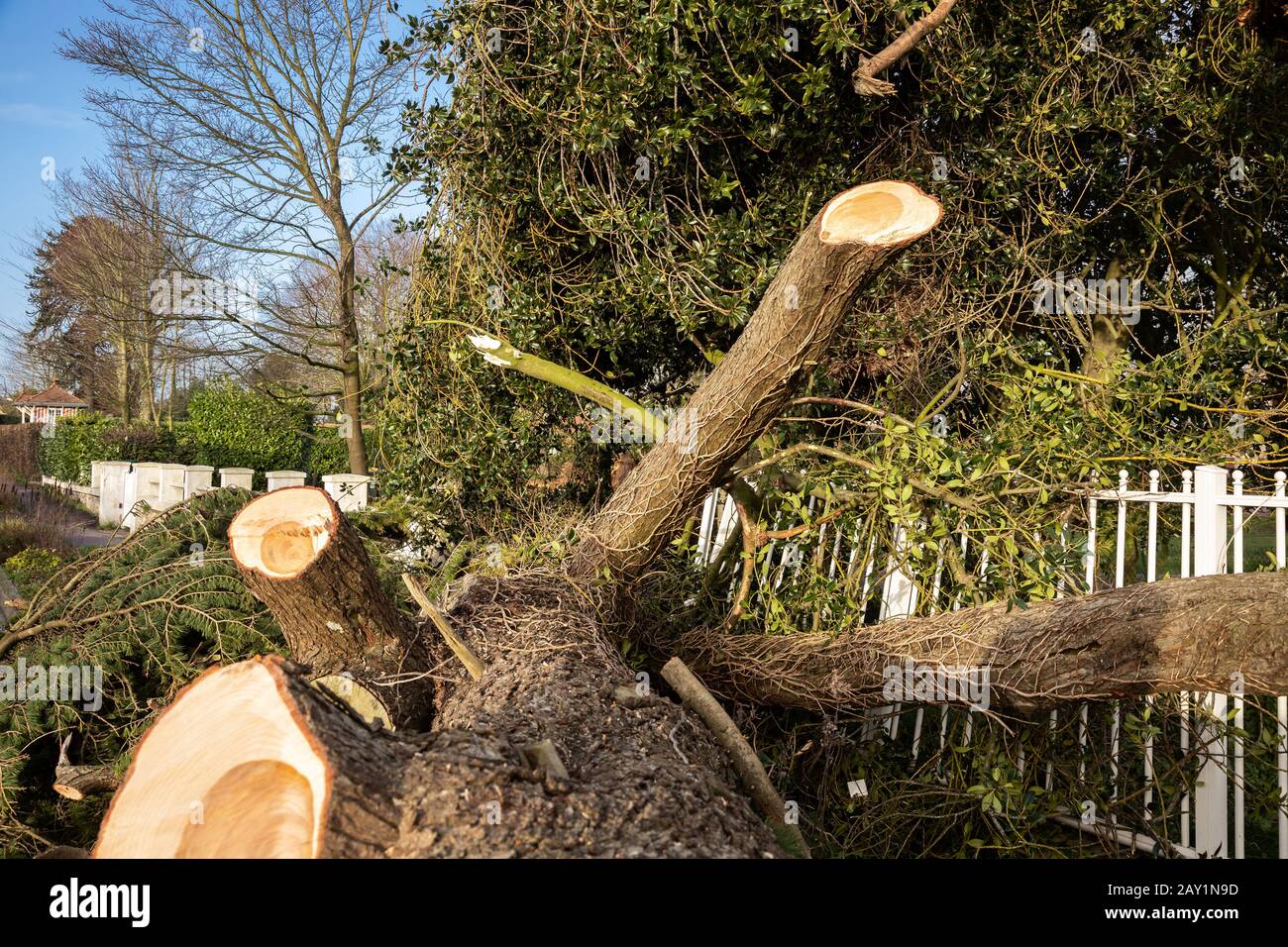 Storm damaged tree, broken branches Stock Photo - Alamy