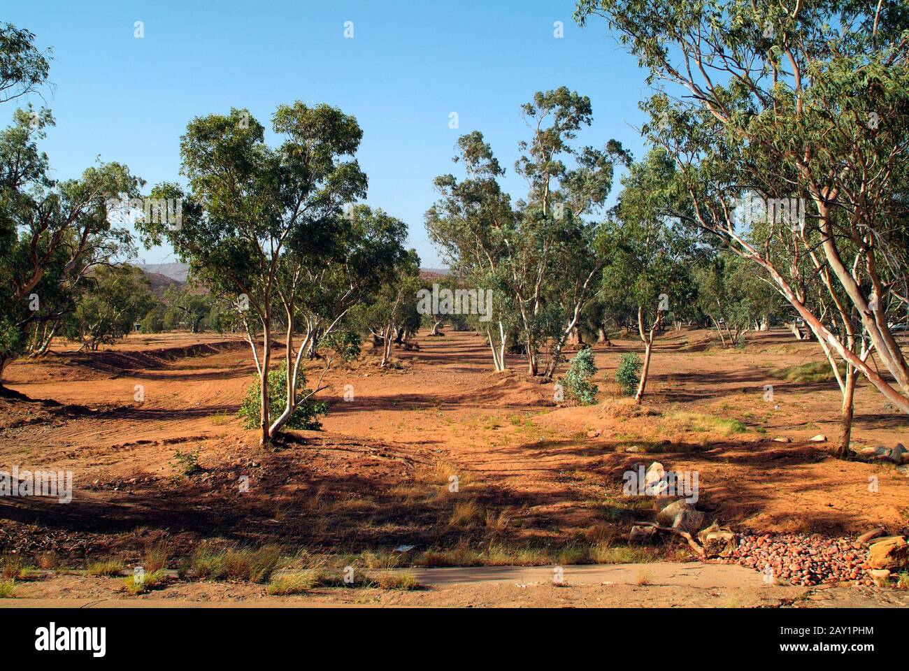 Australia, gum trees in Todd River in Alice Springs the river is