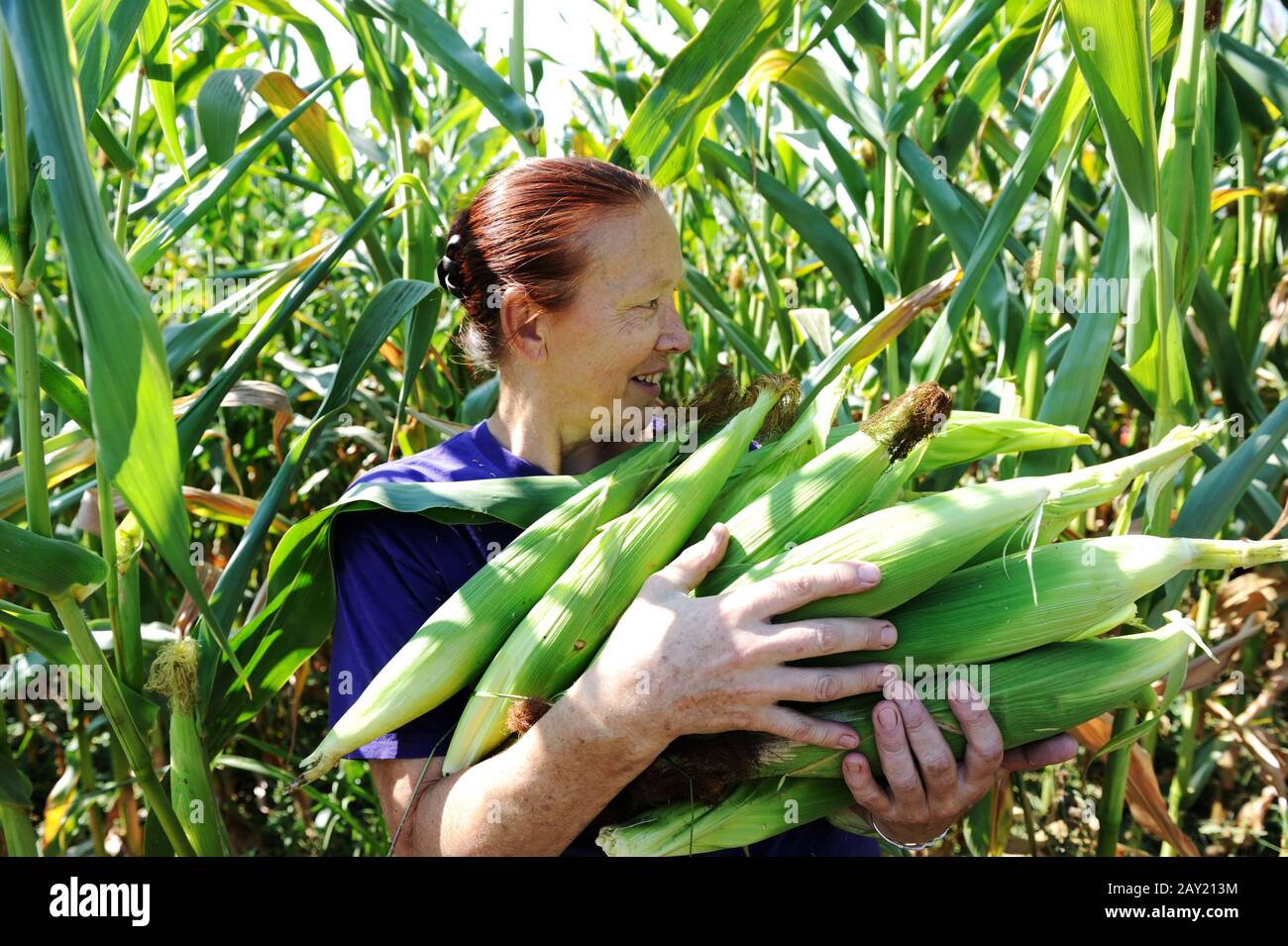 Peasant woman collecting corncobs at field Stock Photo