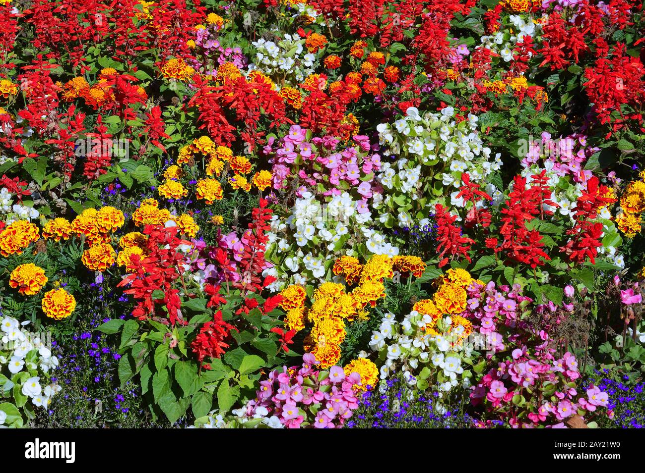 many different flowers on a summery flowerbed Stock Photo