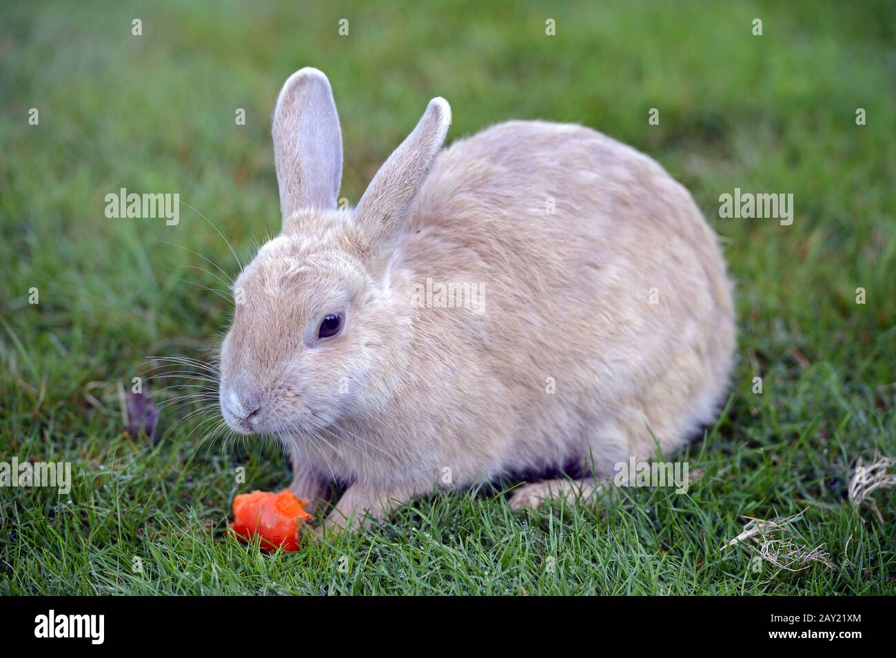 Junges Hauskaninchen (Oryctolagus cuniculus forma domestica) auf Stock Photo