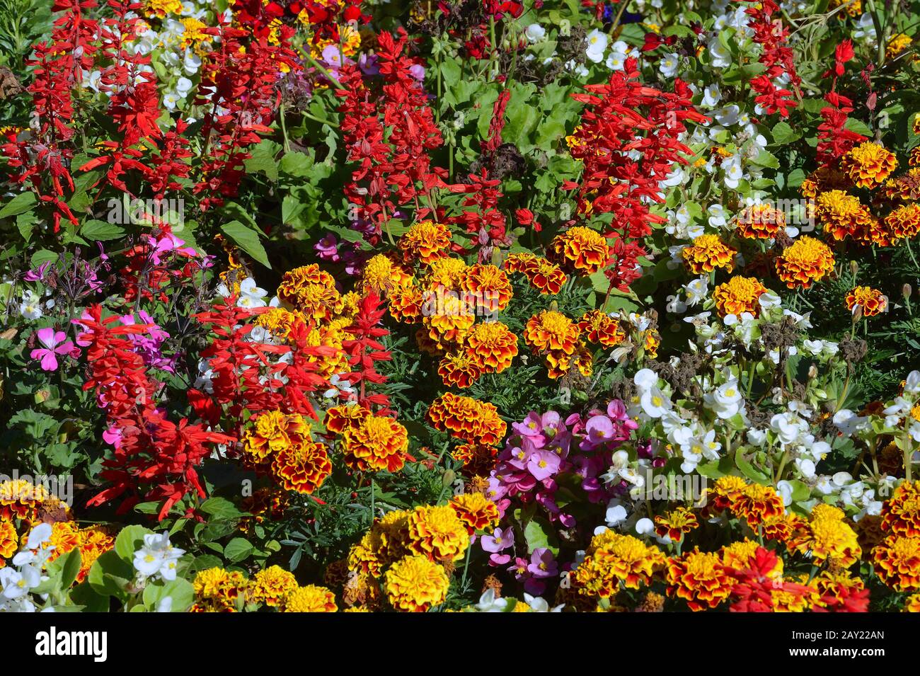 many different flowers on a summery flowerbed Stock Photo