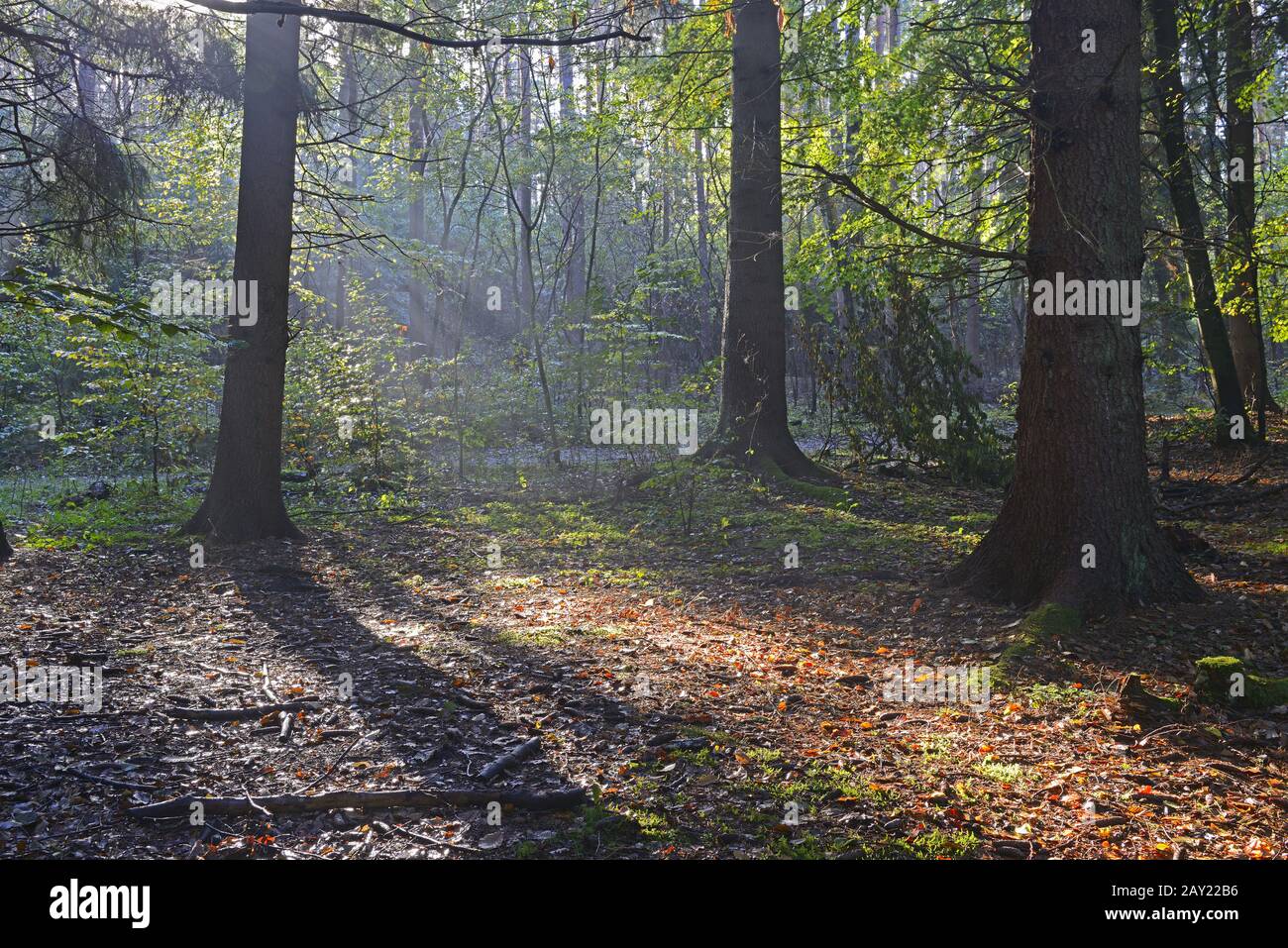 morning light in autumn in landscape protection area B Stock Photo