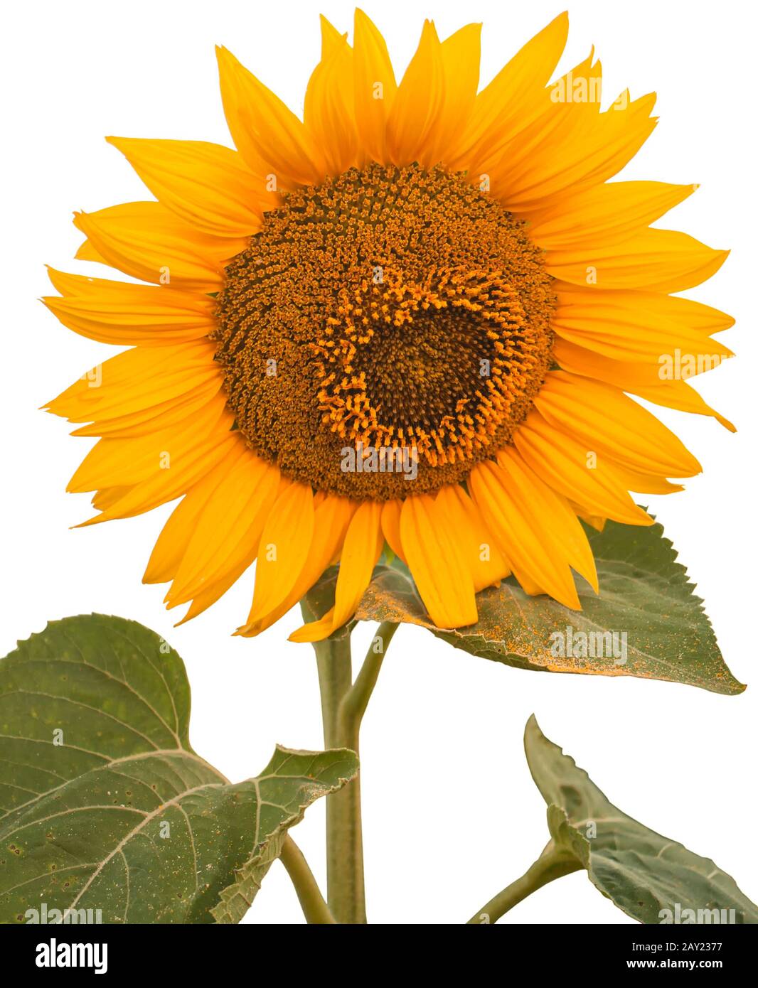 Sunflower isolated on white background for easy single-click selection. Stock Photo