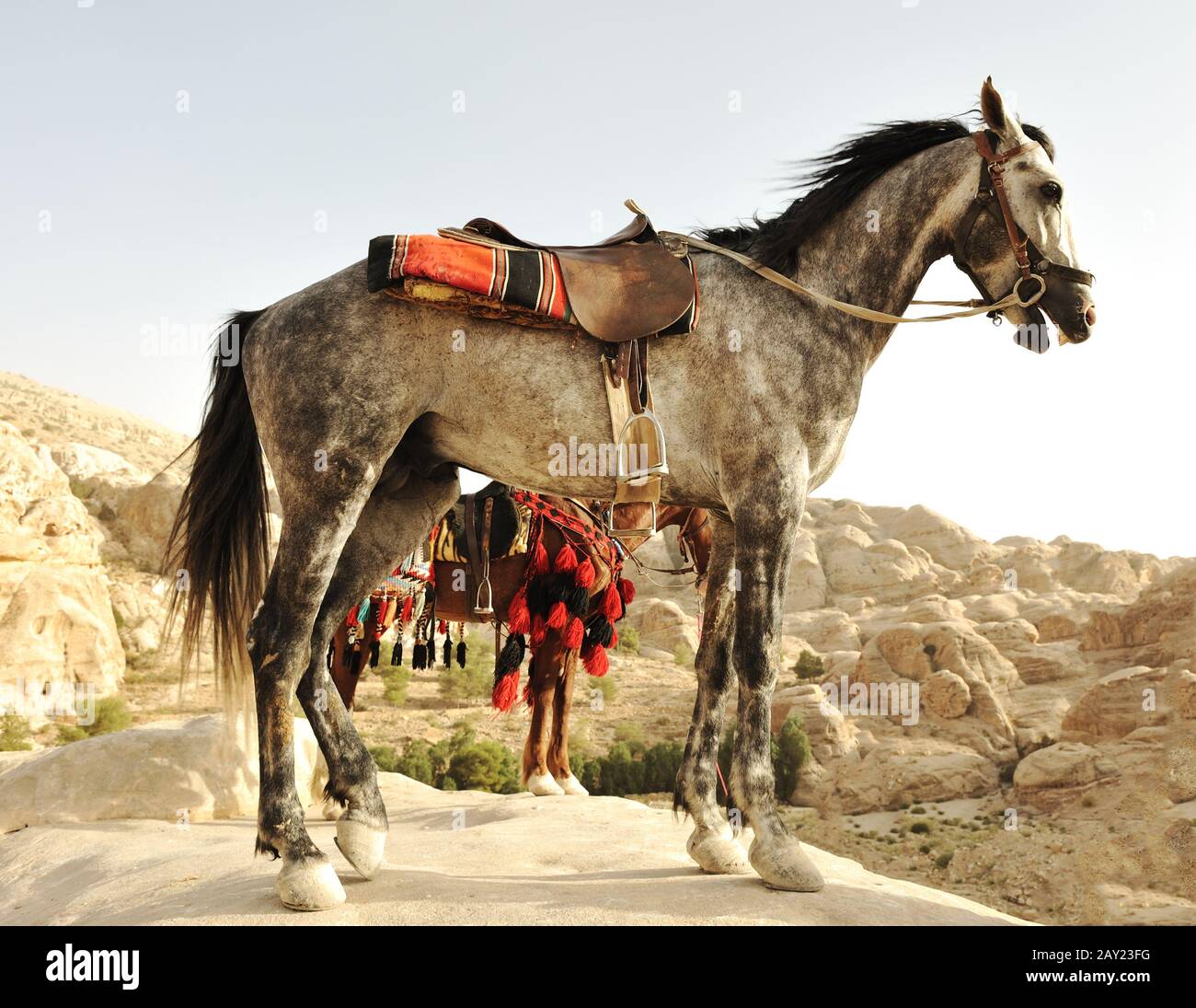 Arabic equine hires stock photography and images Alamy
