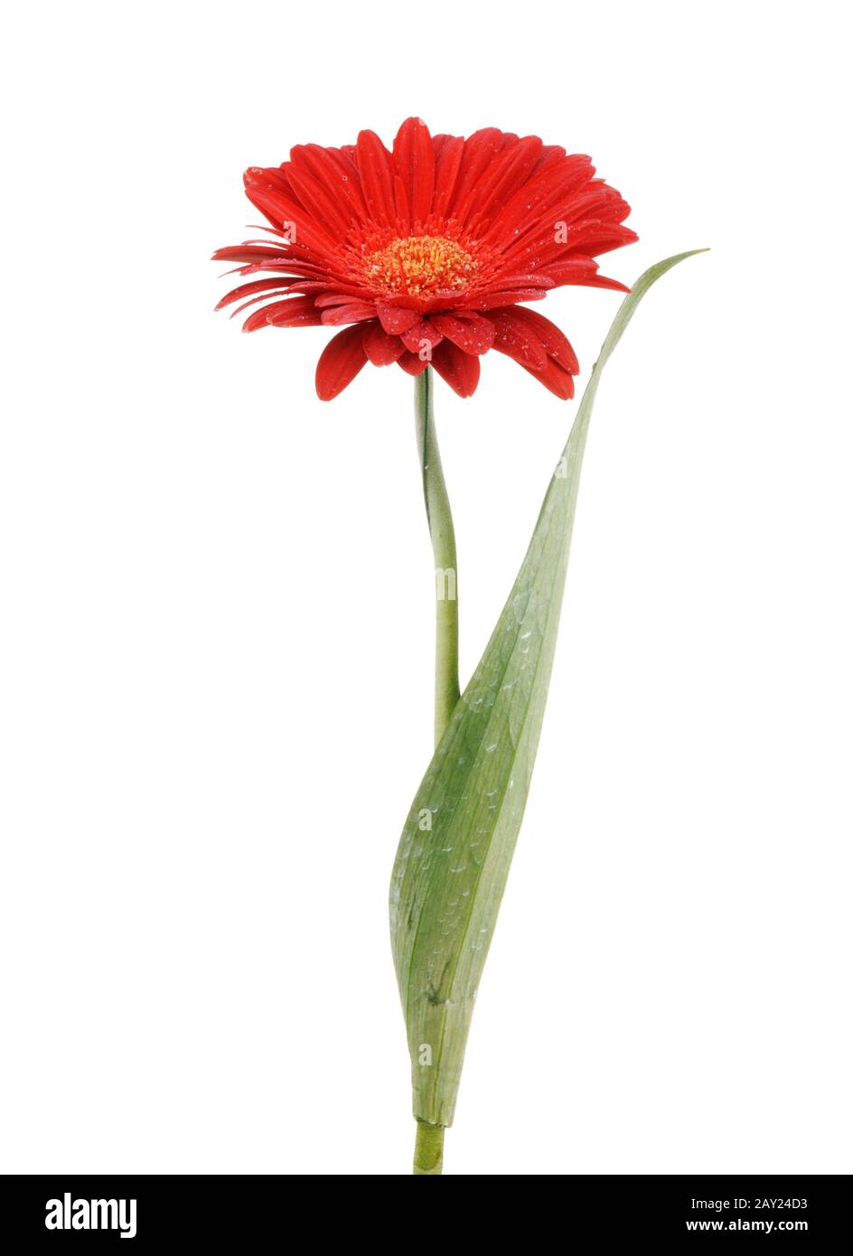 Red flower isolated on white background Stock Photo - Alamy
