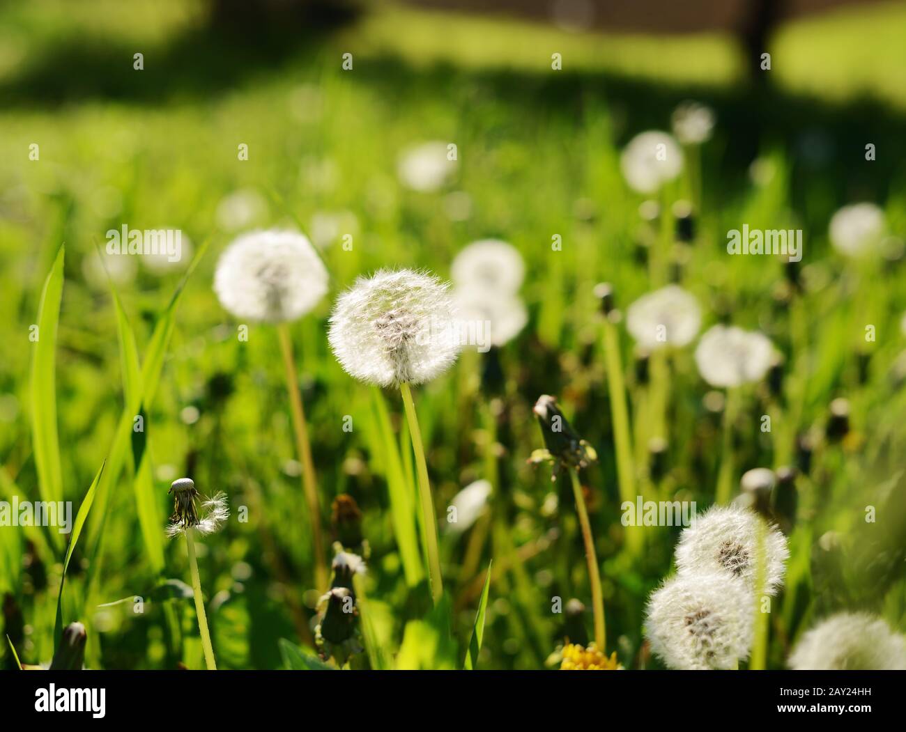 Dandelion seed field hi-res stock photography and images - Alamy