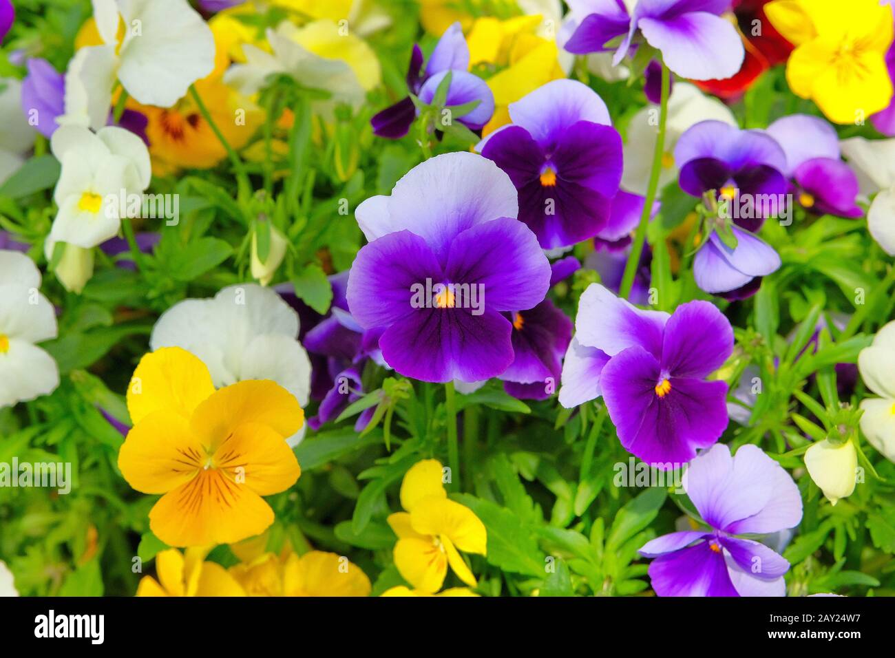 Pansies is blooming in meadow, closeup. Variety spring flowers is growing in garden. Landscaping and decoration in springtime. Stock Photo