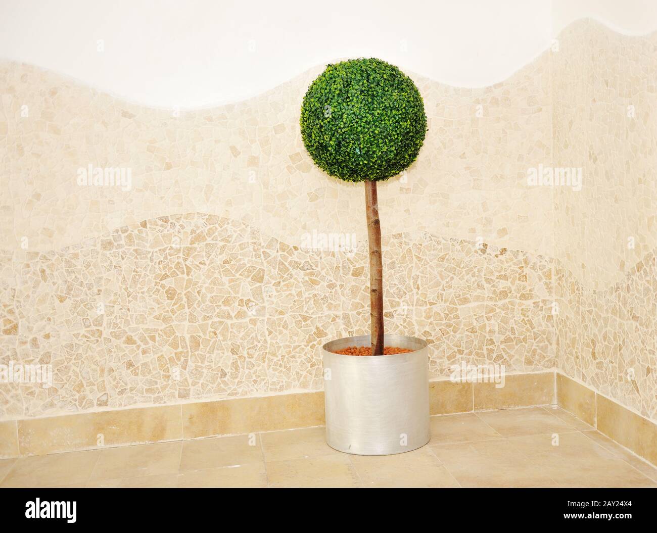 Little Tree Plant Ball Indoor Stock Photo Alamy