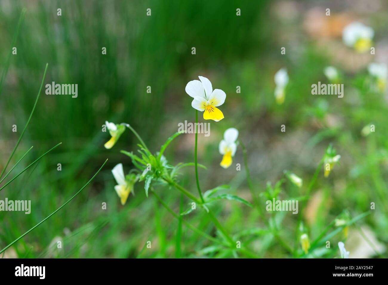 Wild field pansy, England, Europe. Spring blooming violet flowers. Wild pansies, Dog-violet. Stock Photo