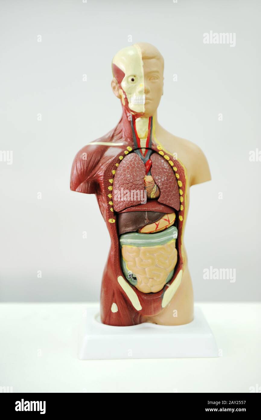 Human body model Stock Photo Alamy