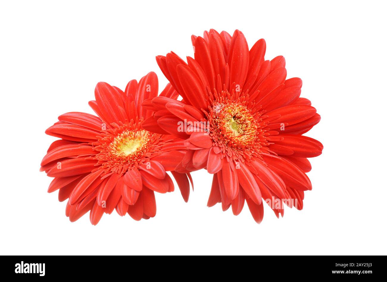 Gerbera flower isolated on white Stock Photo