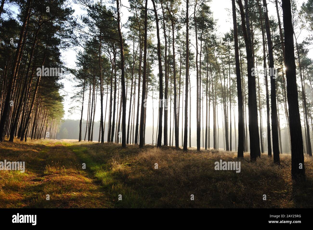Elegance in the forest hi-res stock photography and images - Alamy