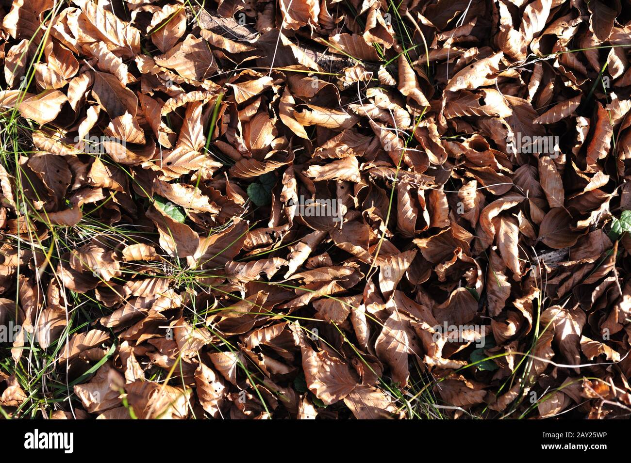 Ground leaves texture hi-res stock photography and images - Alamy
