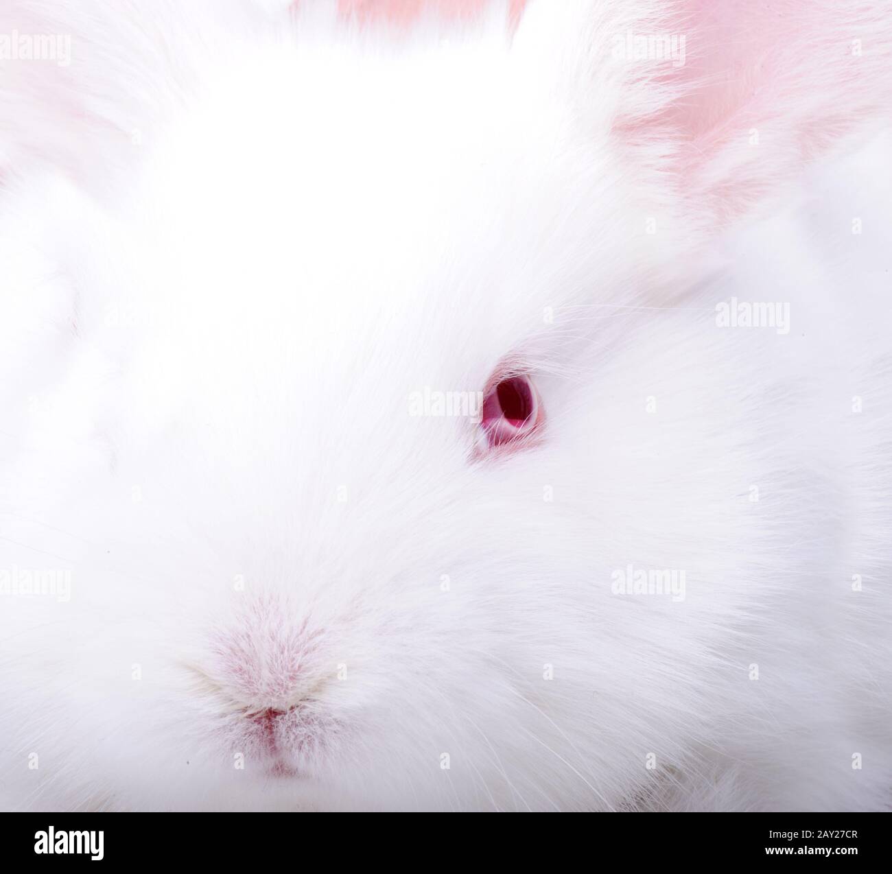 White beautiful rabbit Stock Photo