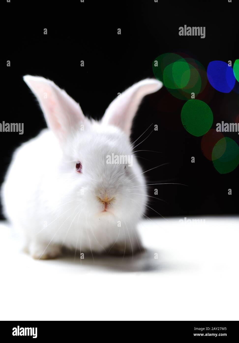 White beautiful rabbit Stock Photo