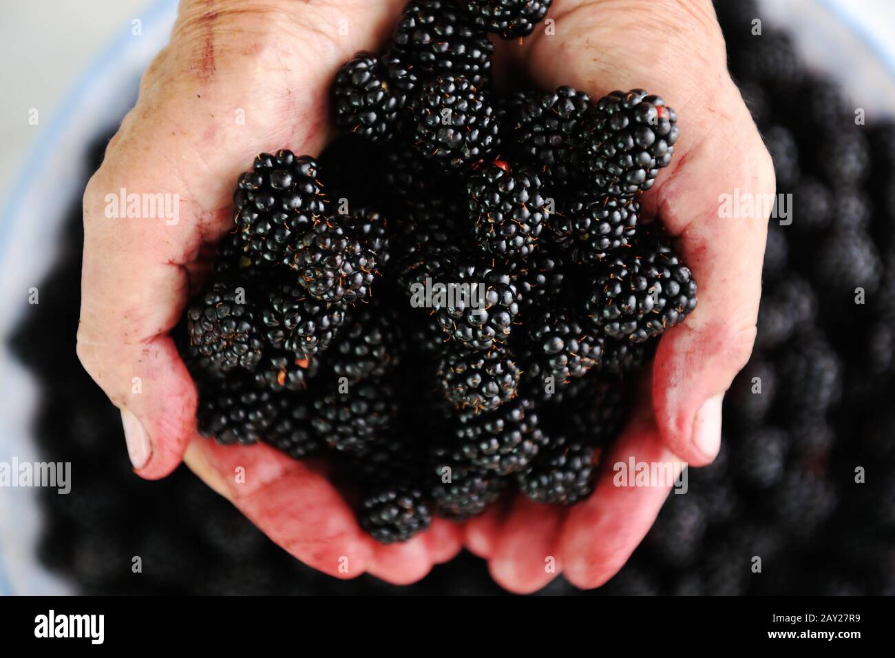 Blackberry harvest collecting Stock Photo