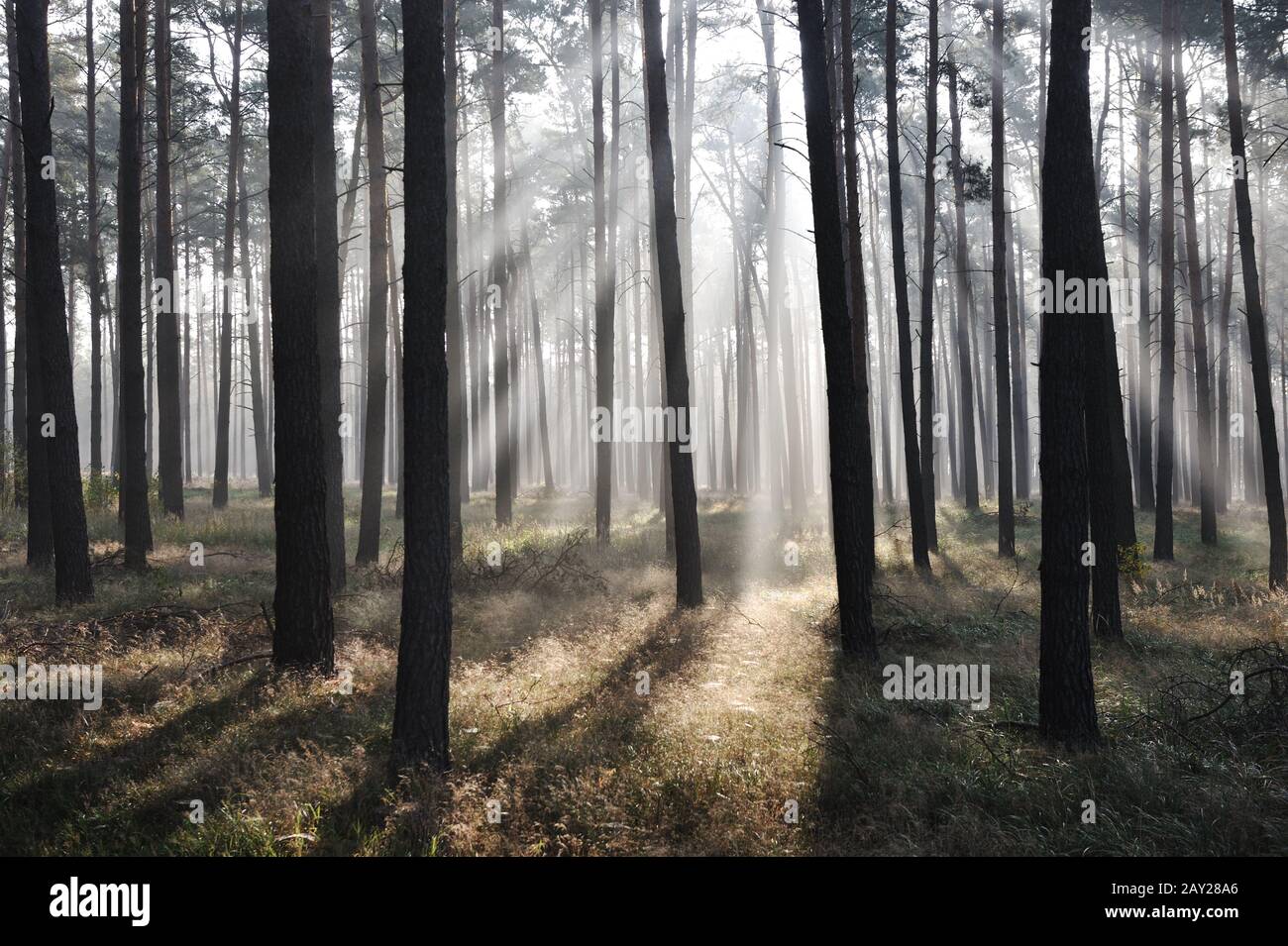 Mystic forest Stock Photo