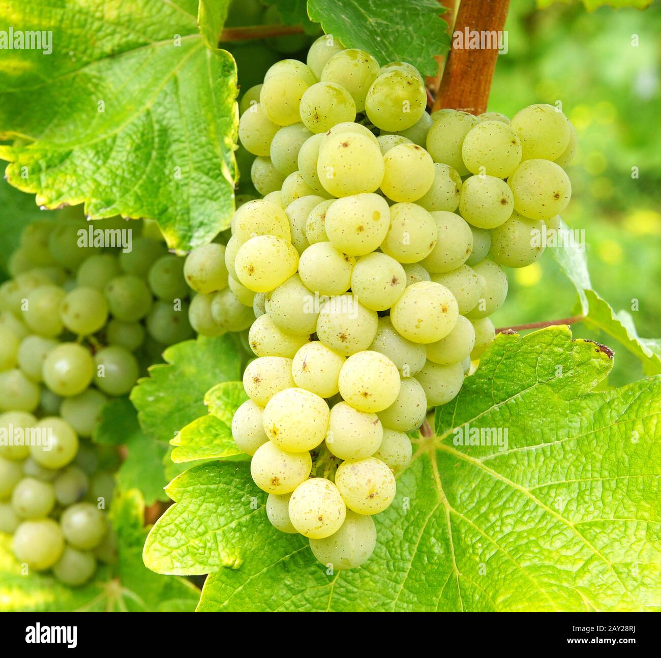 Grapes White wine Stock Photo Alamy