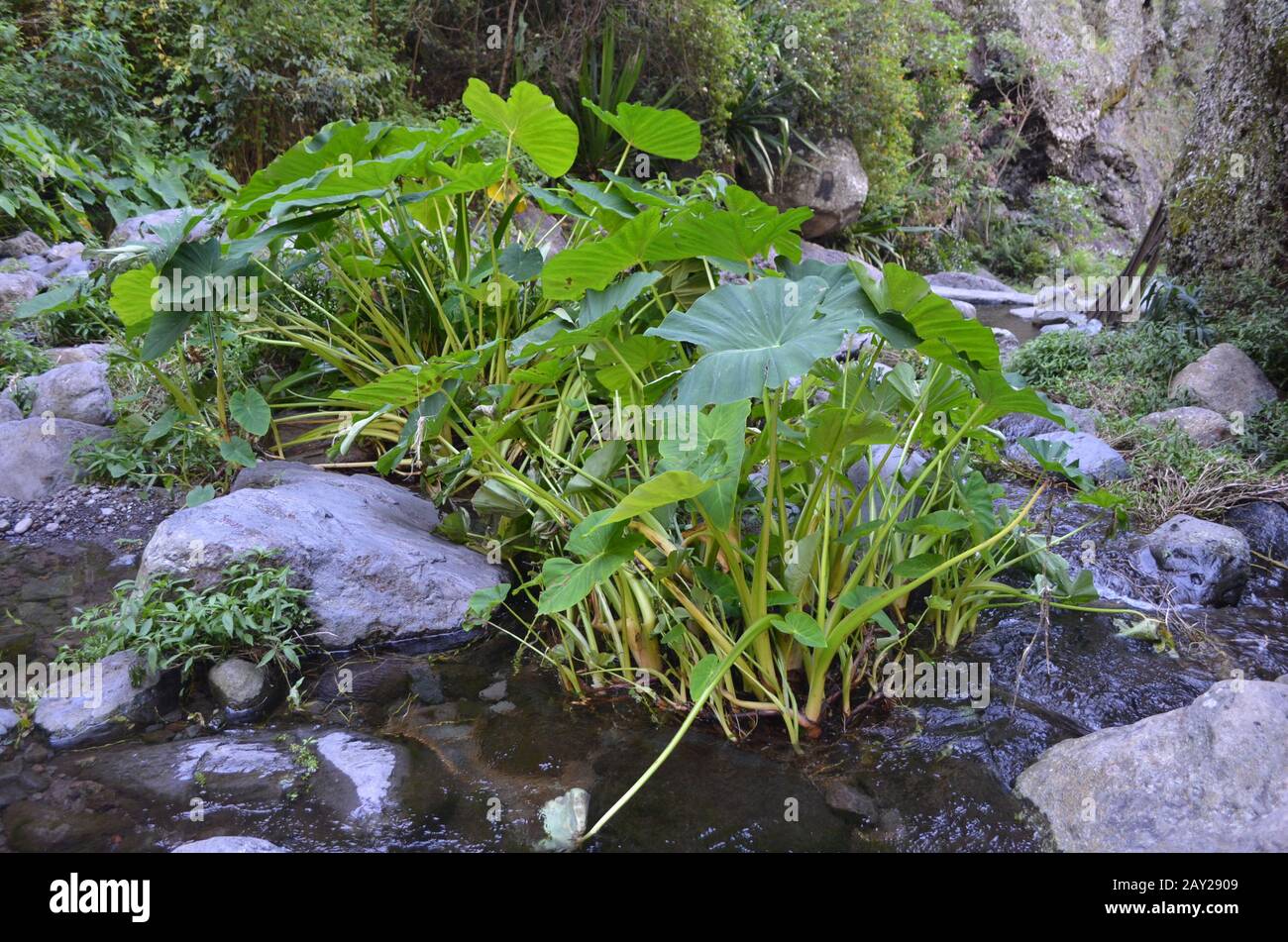 A wild yam shrub growing by a mountain stream in Mafate caldera (Cirque de Mafate), Réunion island, Indian Ocean Stock Photo