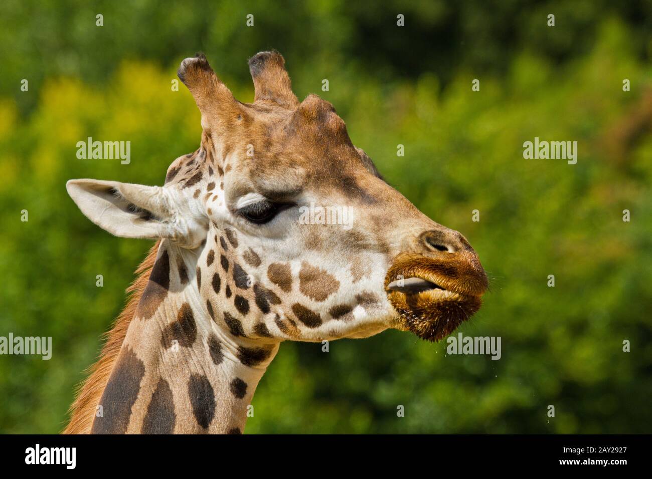 Ugandan giraffe, Giraffa camelopardalis rothschildi Stock Photo