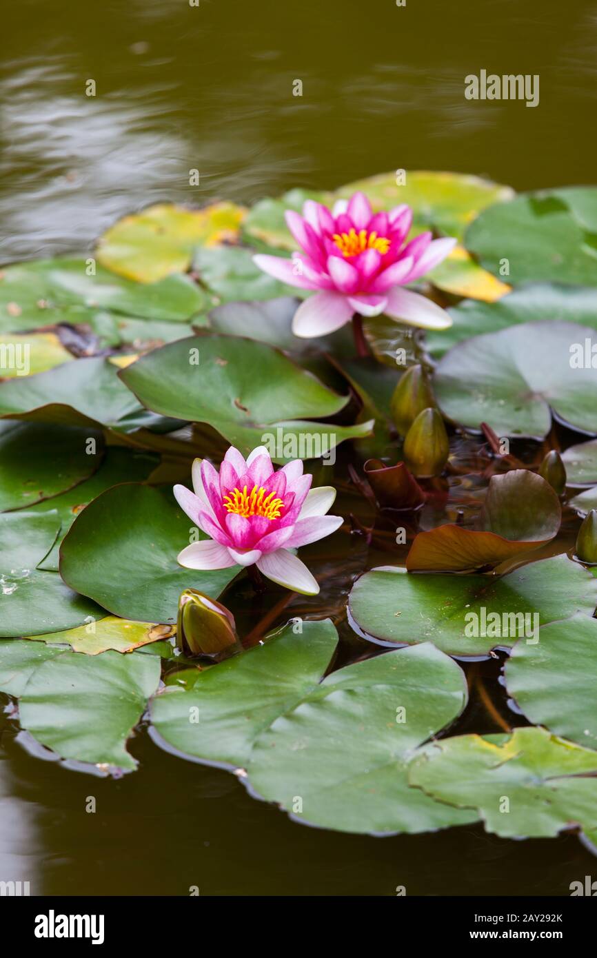 Water lily in full bloom Stock Photo - Alamy