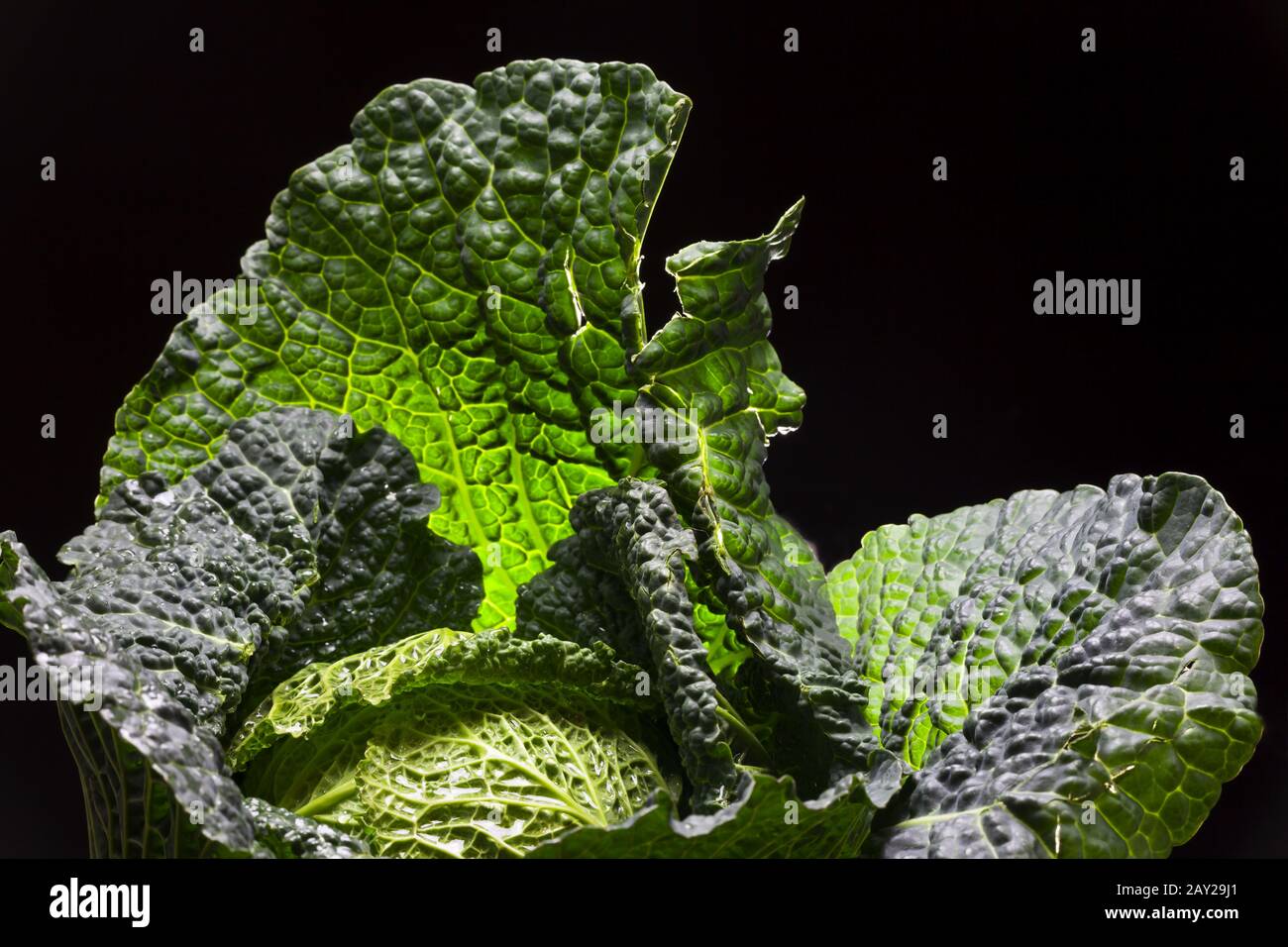 fresh raw savoy cabbage Stock Photo Alamy