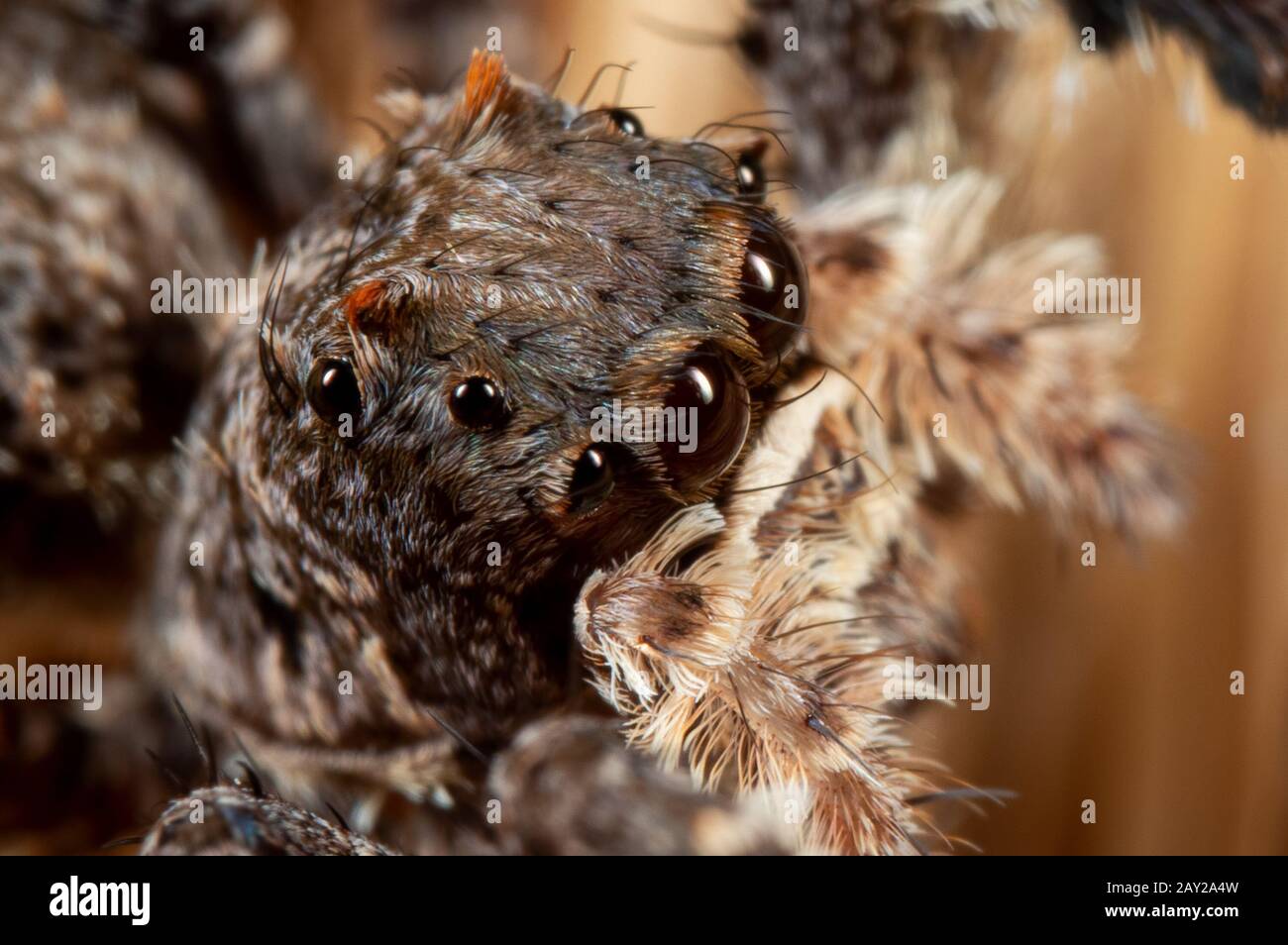 Macro Photography of Head of Portia Jumping Spider on a Broom Stock Photo -  Alamy