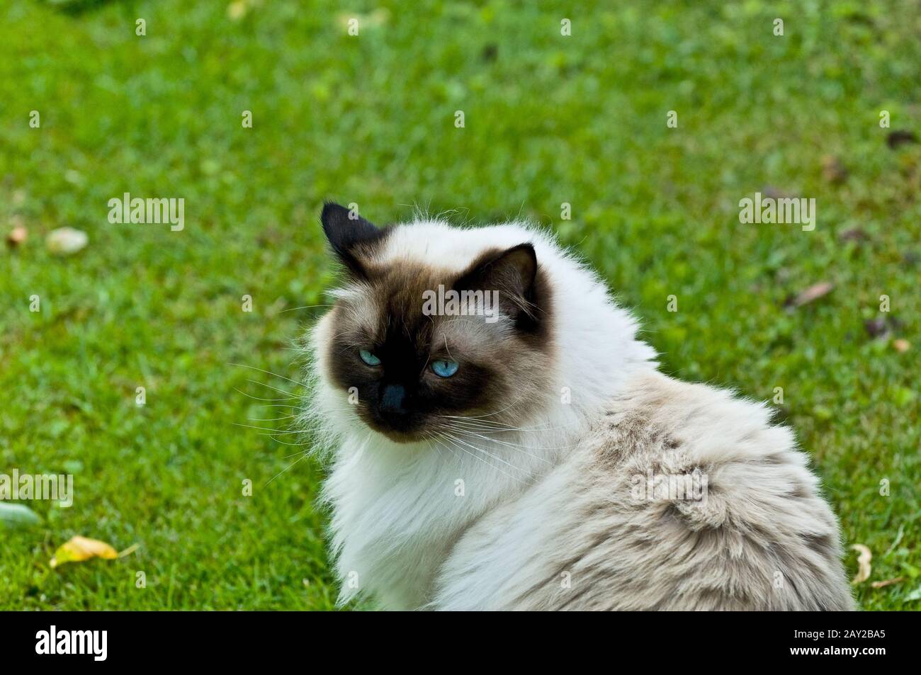 Ragdoll tomcat hi-res stock photography and images - Alamy