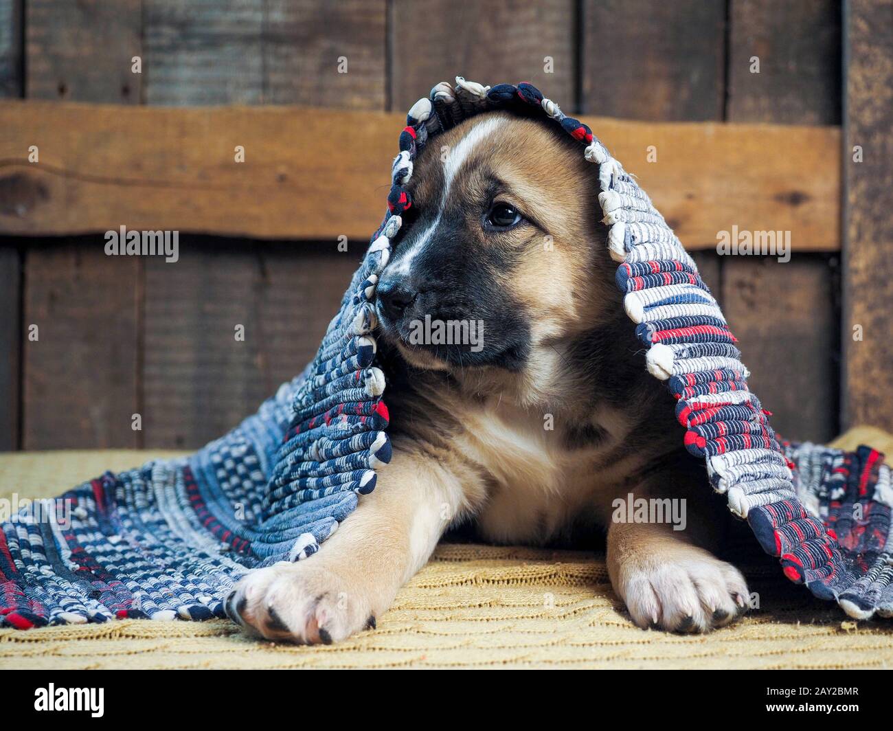 Funny puppy Alabai hiding under the rug Stock Photo Alamy