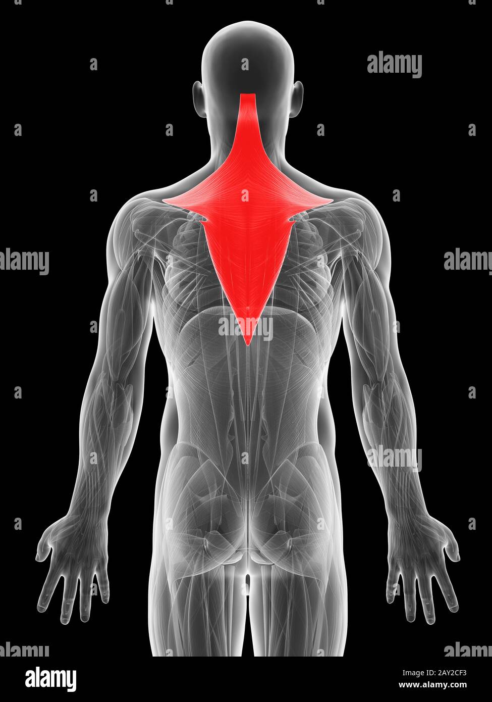 3d rendered illustration of the trapezius muscle Stock Photo
