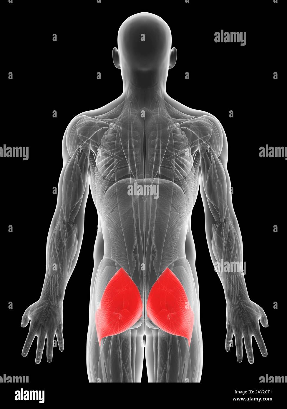 Gluteus Maximus Images – Browse 15,126 Stock Photos, Vectors, and Video