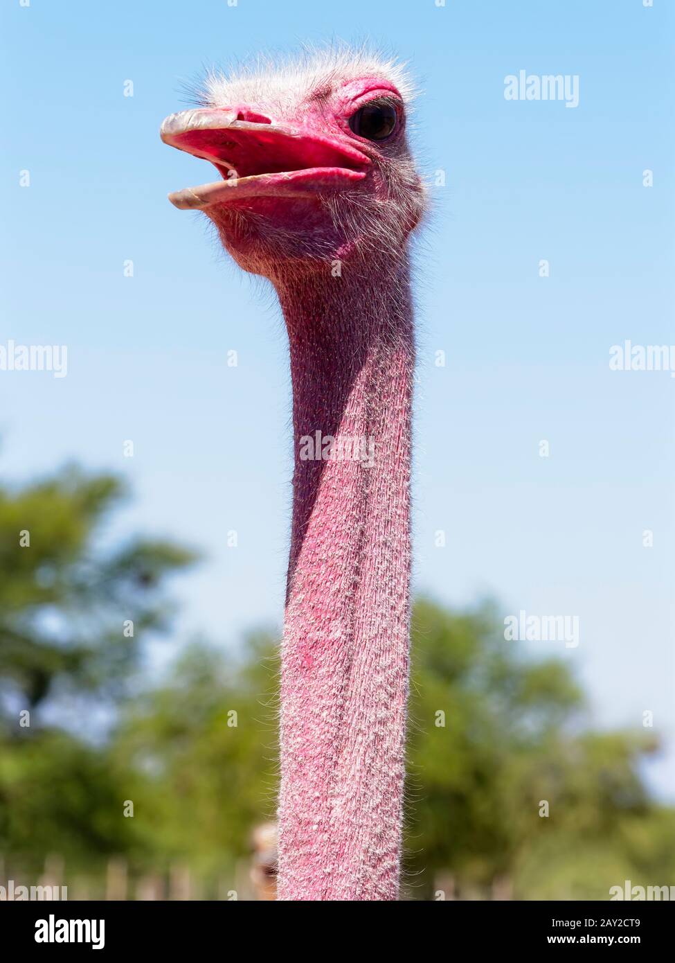 Long neck of the ostrich hi-res stock photography and images - Alamy