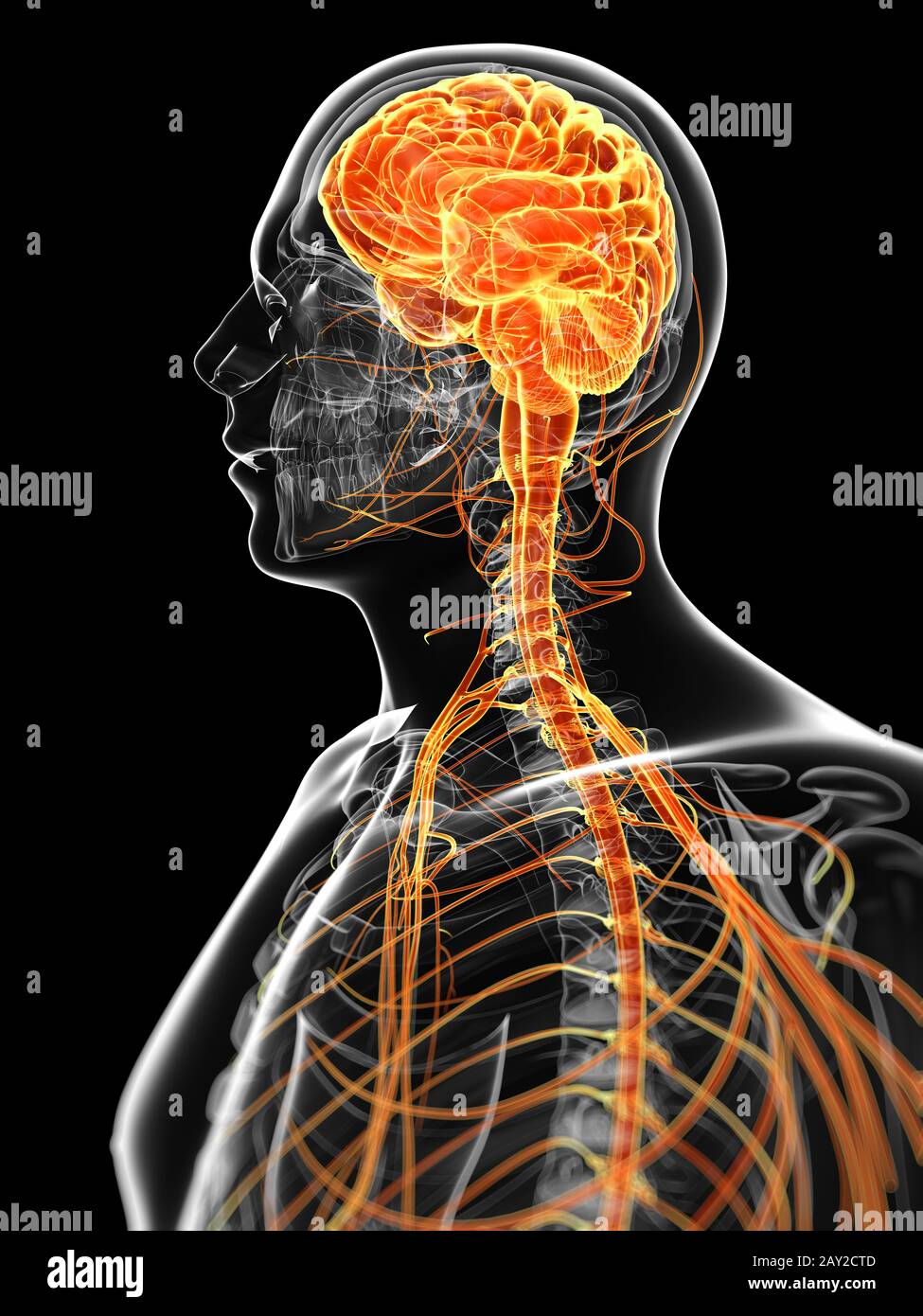 3d rendered illustration of the male nervous system Stock Photo - Alamy