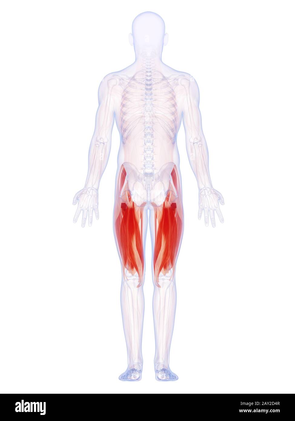 3d rendered illustration of the upper leg muscles Stock Photo