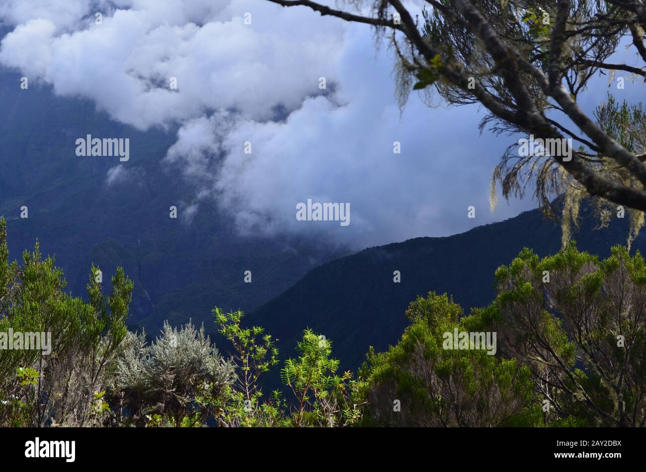 Montane cloud forest on the hike up to the Piton des Neiges, Réunion