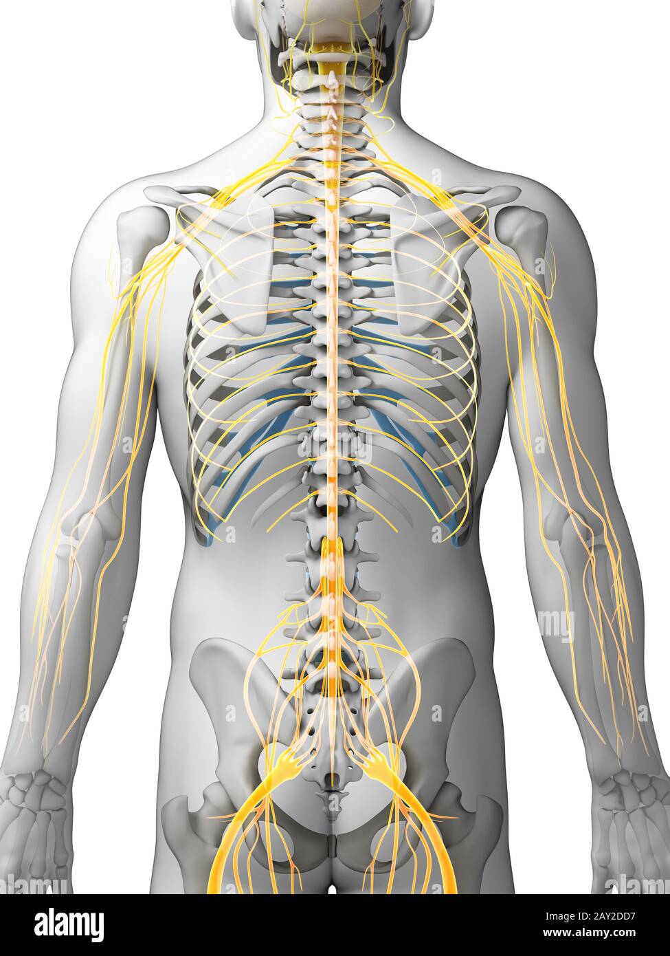 3d rendered illustration - male nerve system Stock Photo