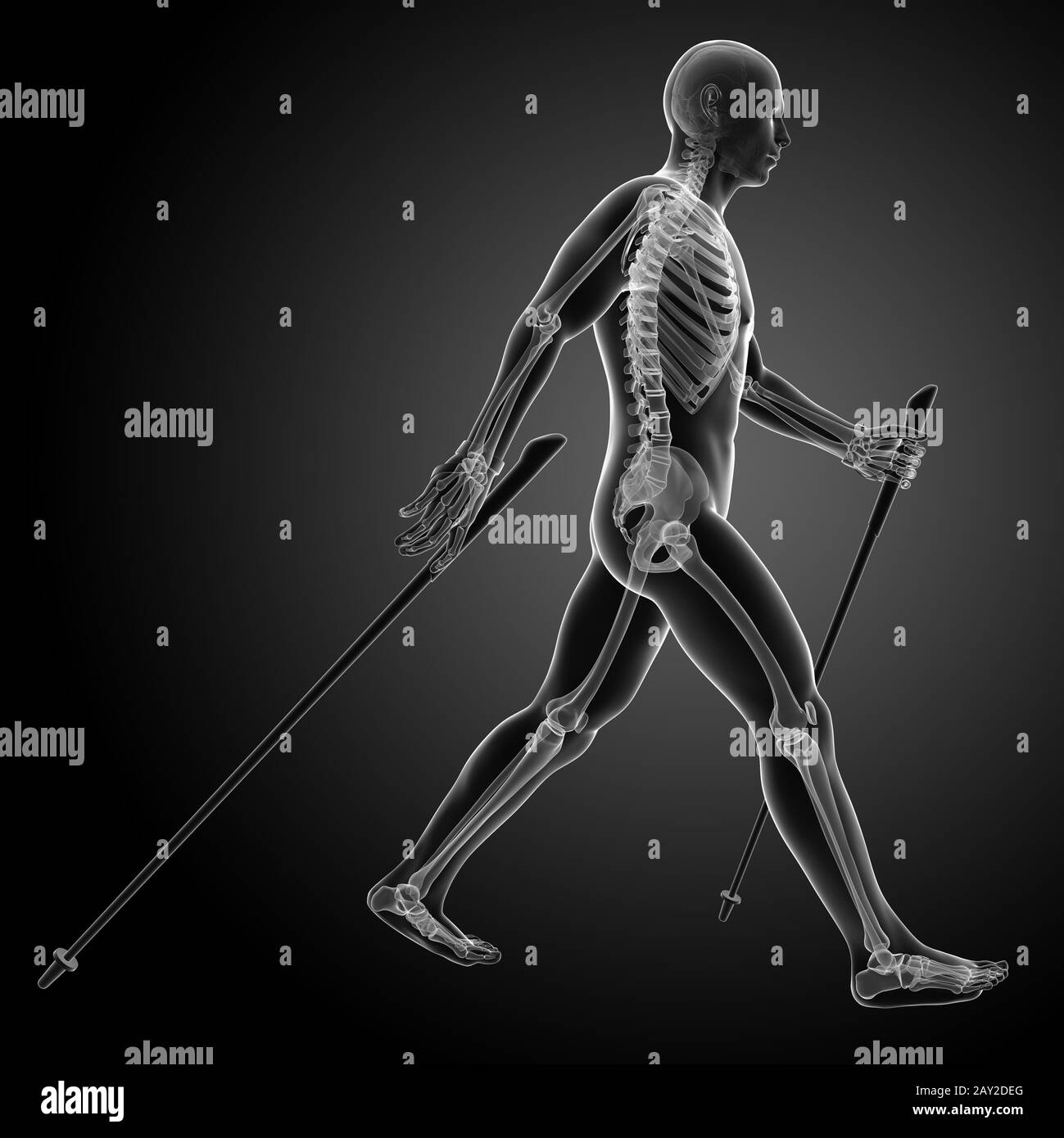 3d rendered medical illustration - nordic walking Stock Photo