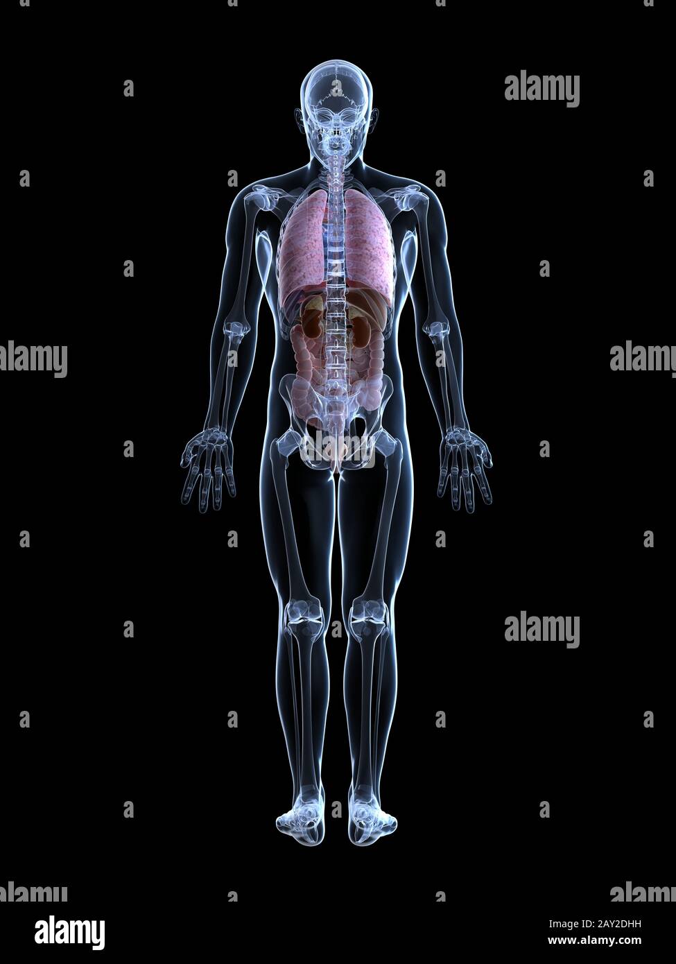 3d rendered illustration of the male anatomy Stock Photo - Alamy