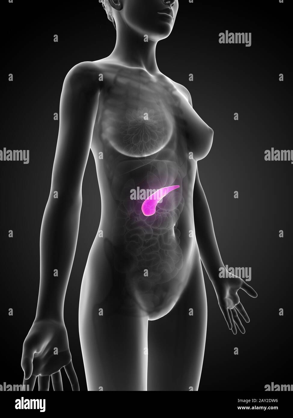 Science anatomy body physiology human female organs hi-res stock