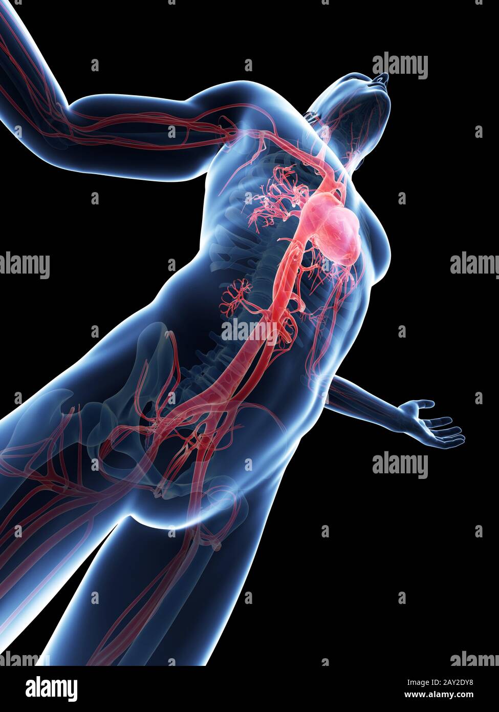 male-posing-visible-vascular-system-stock-photo-alamy