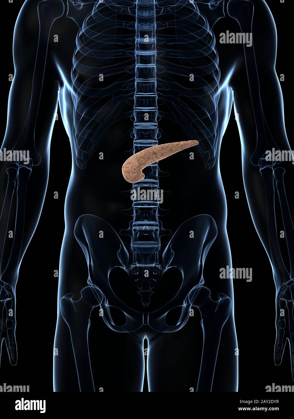 3d rendered illustration of the male pancreas Stock Photo - Alamy