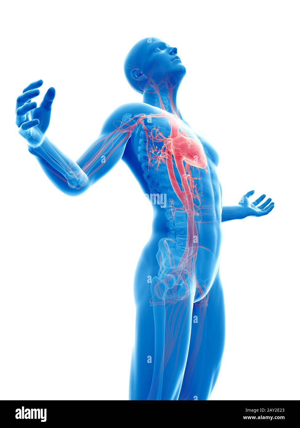 Vascular system hires stock photography and images Alamy