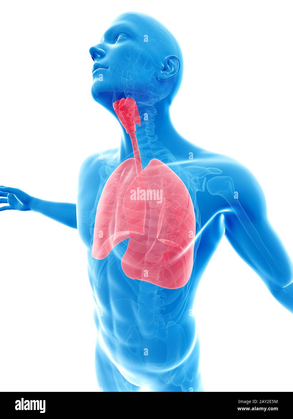 Body breath. Полупрозрачный человек. Лёгкие человека прозрачные. Дыхательная система человека на прозрачном фоне.