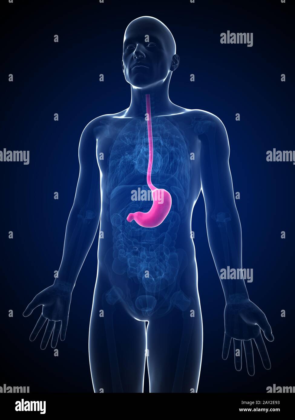 3d rendered illustration of the male stomach Stock Photo - Alamy