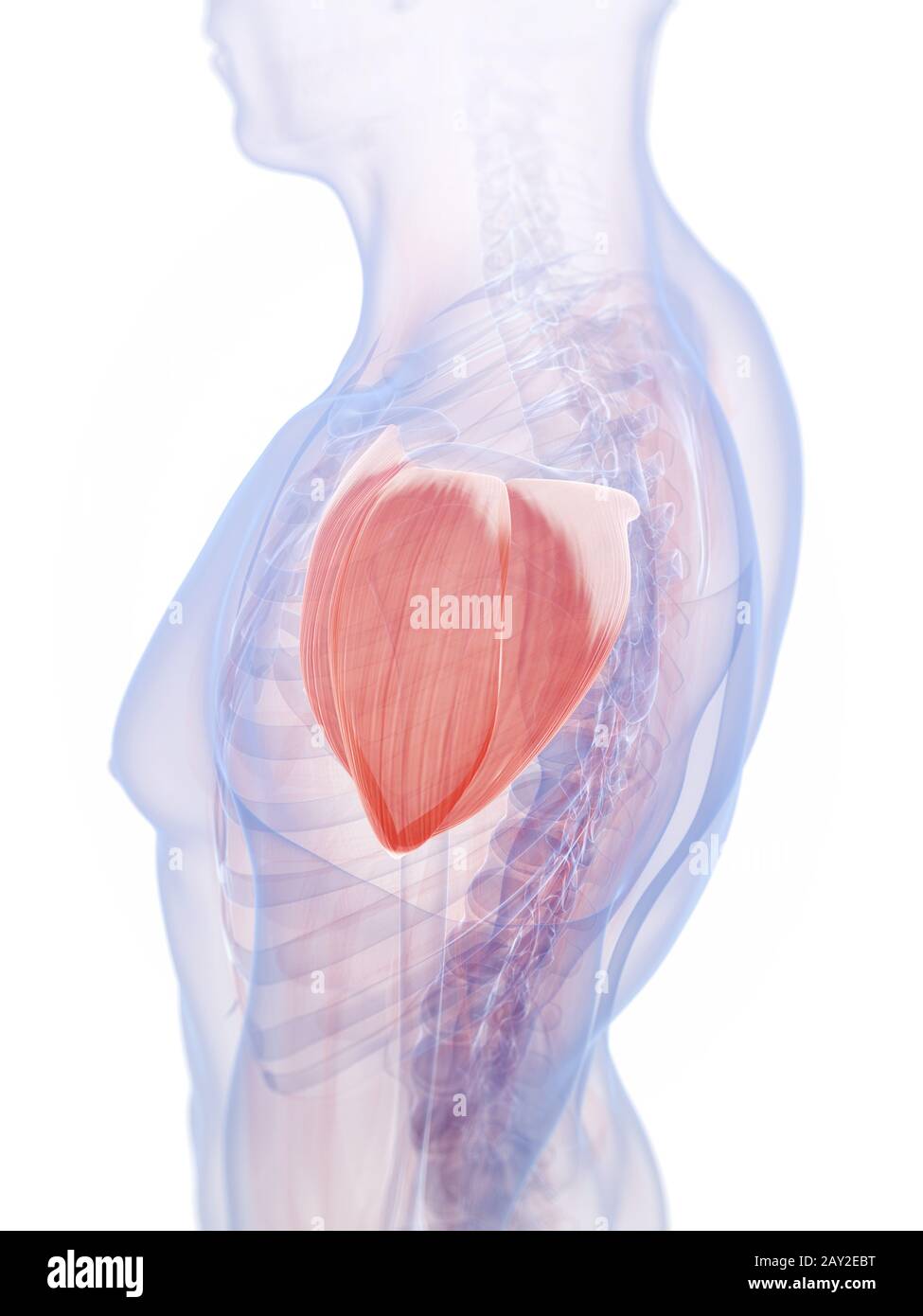 Shoulder muscle hi-res stock photography and images - Alamy