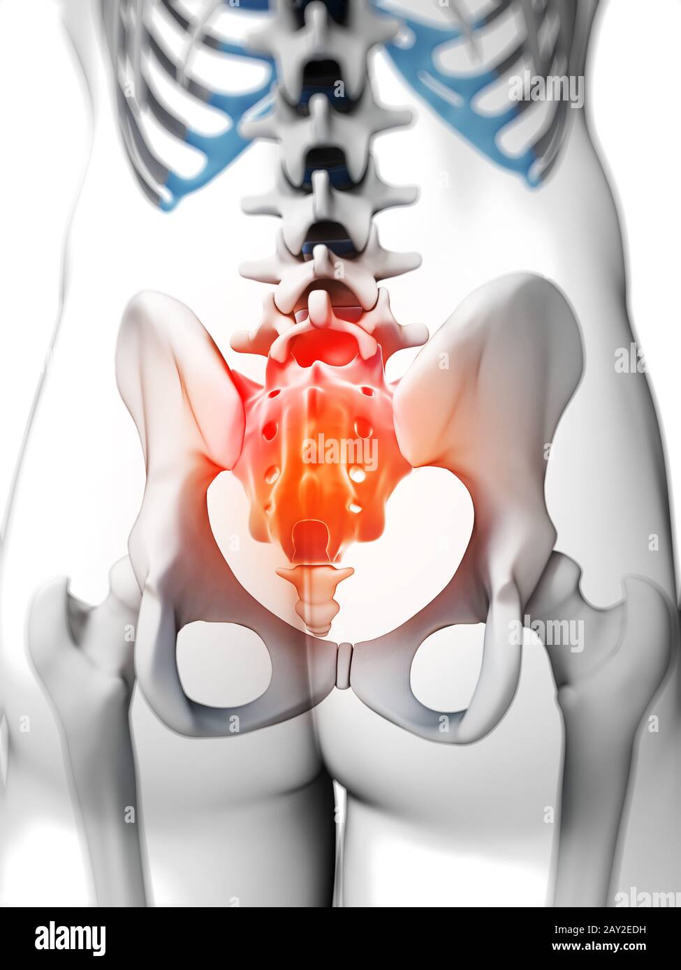 3d rendered illustration - sacrum Stock Photo