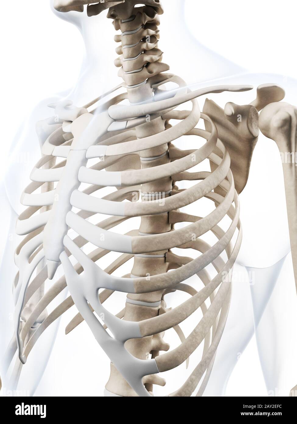 3d rendered illustration of the human skeleton Stock Photo