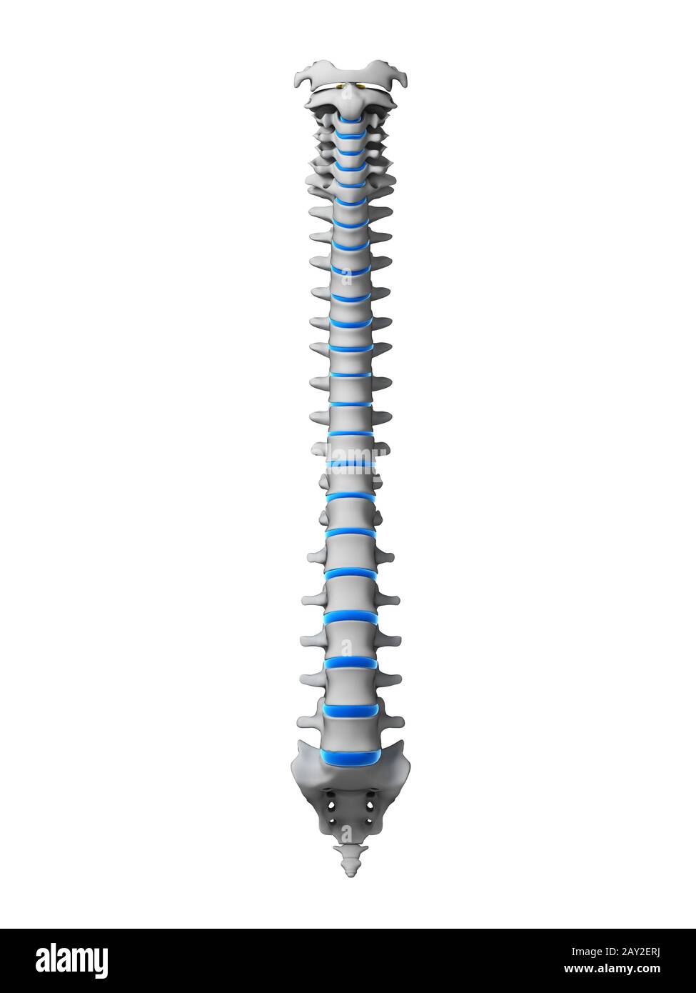 3d rendered illustration - human spine Stock Photo - Alamy