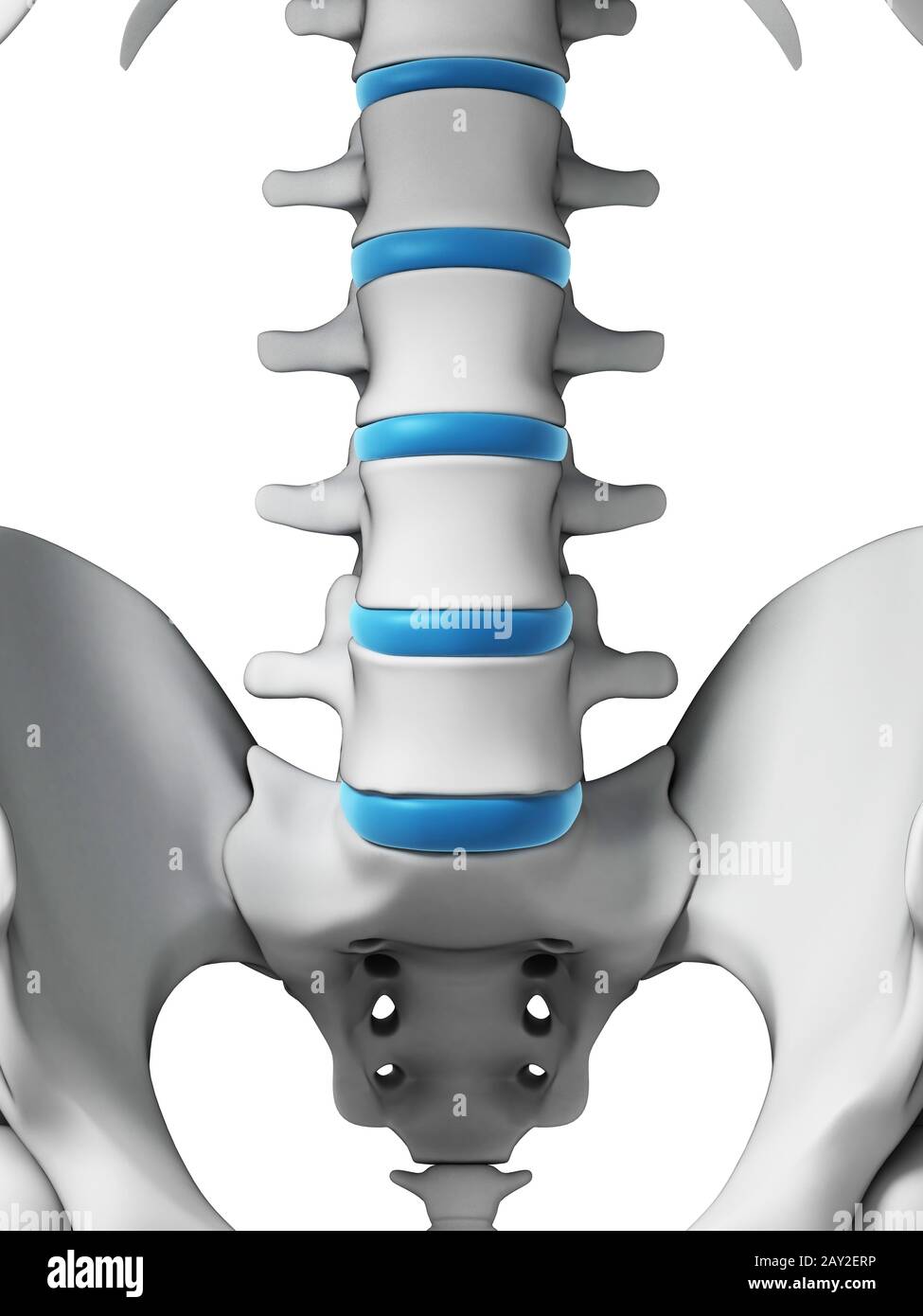 Anatomy rear view back human hi-res stock photography and images - Alamy